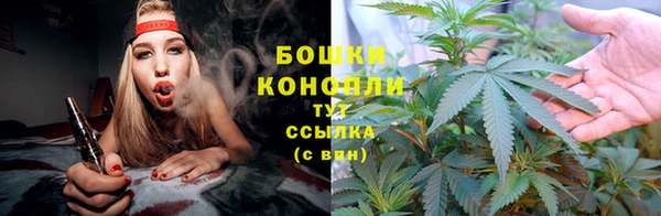 крисы Бородино